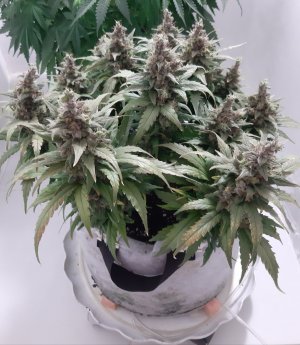 20230824_211312.jpg 20230824_211312.jpg