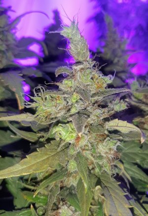 20230826_114901.jpg 20230826_114901.jpg