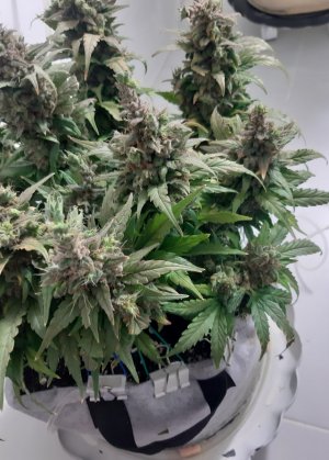 20230827_224541.jpg 20230827_224541.jpg