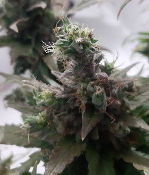 20230828_224231.jpg 20230828_224231.jpg