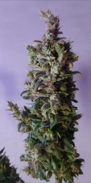 20230828_225055.jpg 20230828_225055.jpg