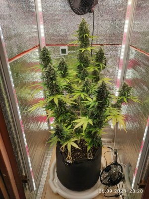 IMG_20230906_232009.jpg IMG_20230906_232009.jpg