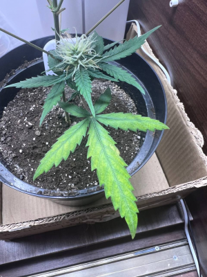 1694197232972.png 1694197232972.png