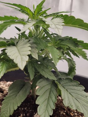 IMG_20230921_092236_880.jpg IMG_20230921_092236_880.jpg