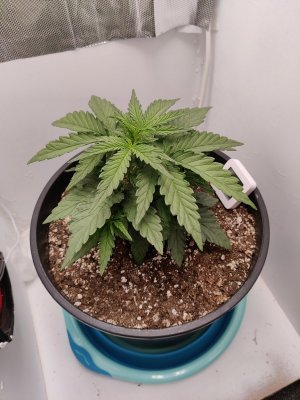 IMG_20230922_074156.jpg IMG_20230922_074156.jpg