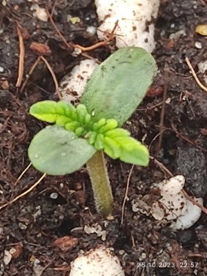 IMG_20231025_225739.jpg IMG_20231025_225739.jpg