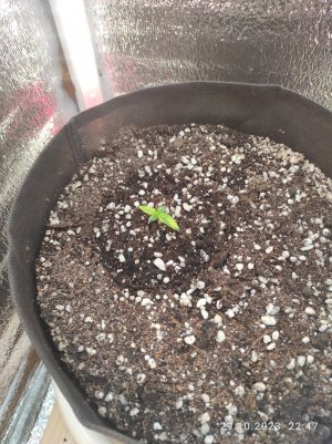 IMG_20231029_224740.jpg IMG_20231029_224740.jpg