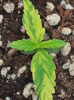 IMG_20231030_234759.jpg IMG_20231030_234759.jpg