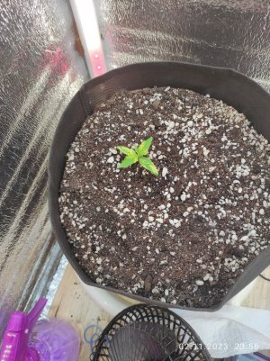 IMG_20231102_235636.jpg IMG_20231102_235636.jpg