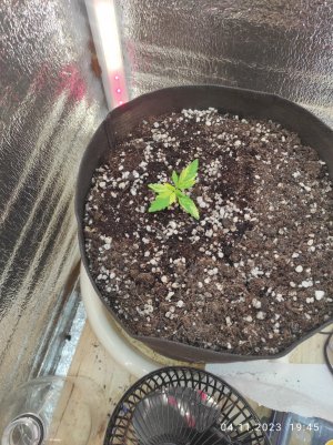 IMG_20231104_194535.jpg IMG_20231104_194535.jpg