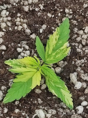 IMG_20231105_210316.jpg IMG_20231105_210316.jpg