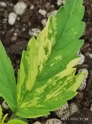 IMG_20231105_210330.jpg IMG_20231105_210330.jpg