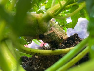 руки базуки 1.jpg