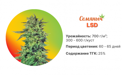 LSD