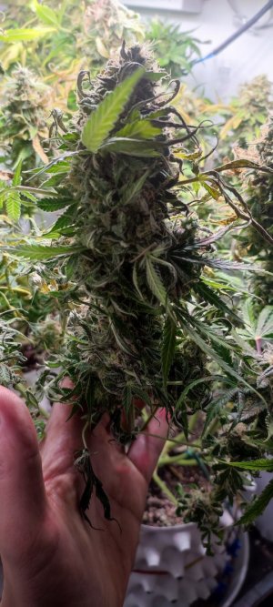 IMG_20231215_111220.jpg IMG_20231215_111220.jpg