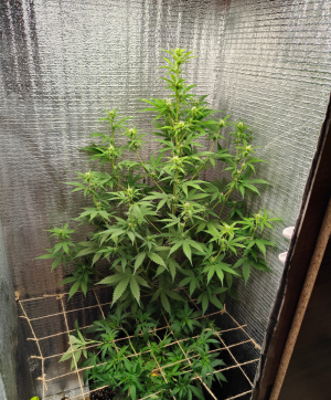 1704955974220.png 1704955974220.png