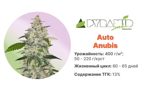 Auto Anubis