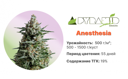 Anesthesia 