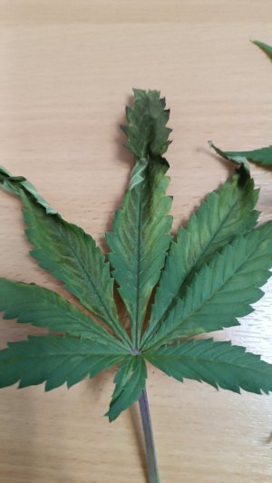 IMG_20240302_075214.jpg IMG_20240302_075214.jpg