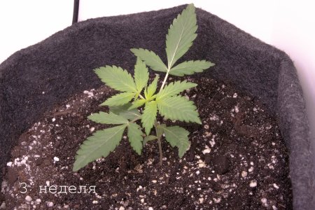 вкусняшка (3).jpg вкусняшка (3).jpg