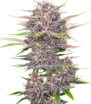 banana purple.png