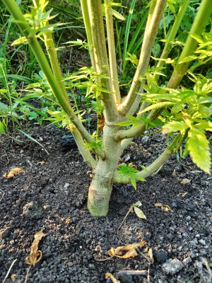 IMG_20240901_182547.jpg IMG_20240901_182547.jpg